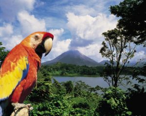 Picture of a Scarlet Macaw in one of Costa Rica’s beautiful National Parks.